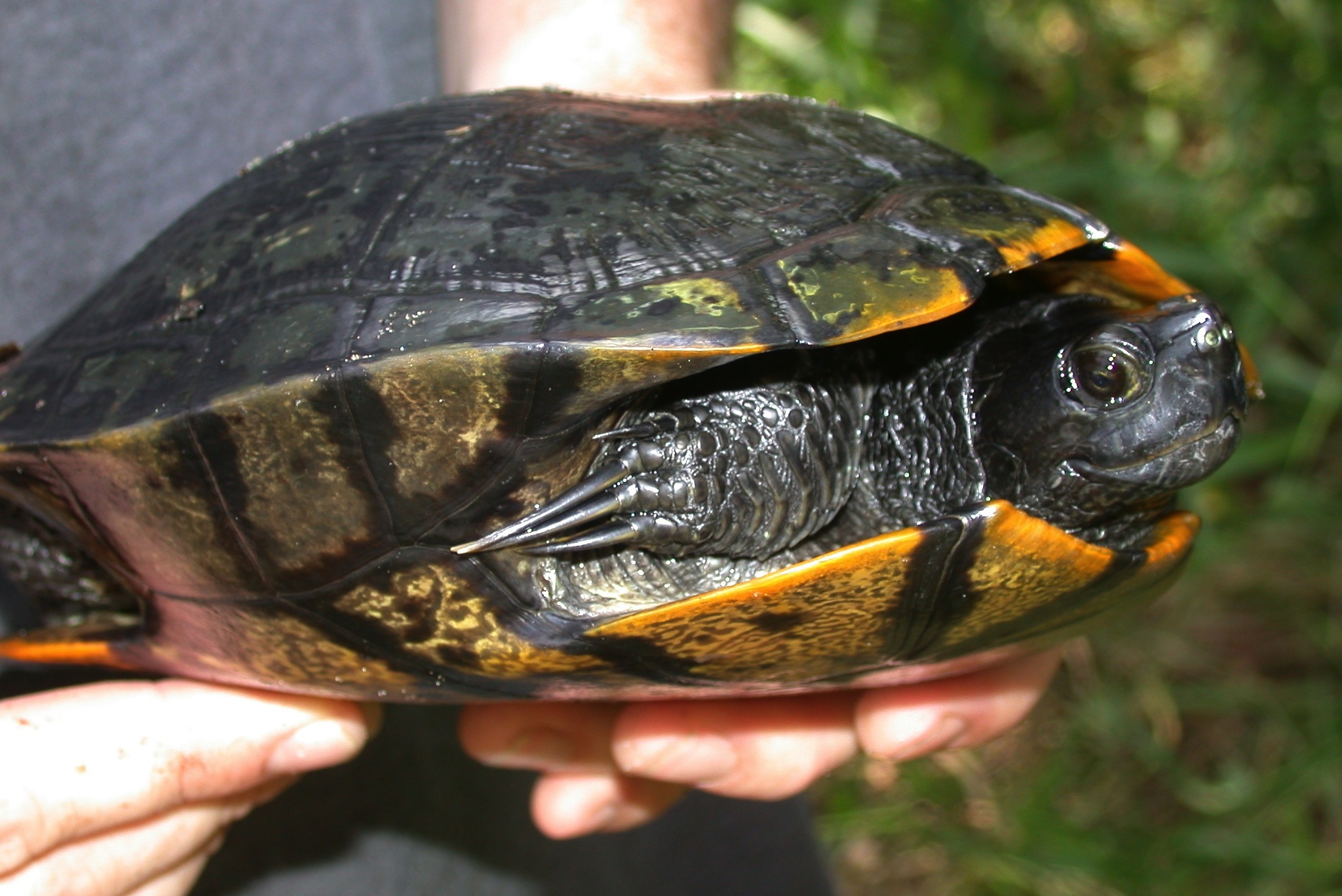 How Big Does a Yellow Belly Slider Turtle Get