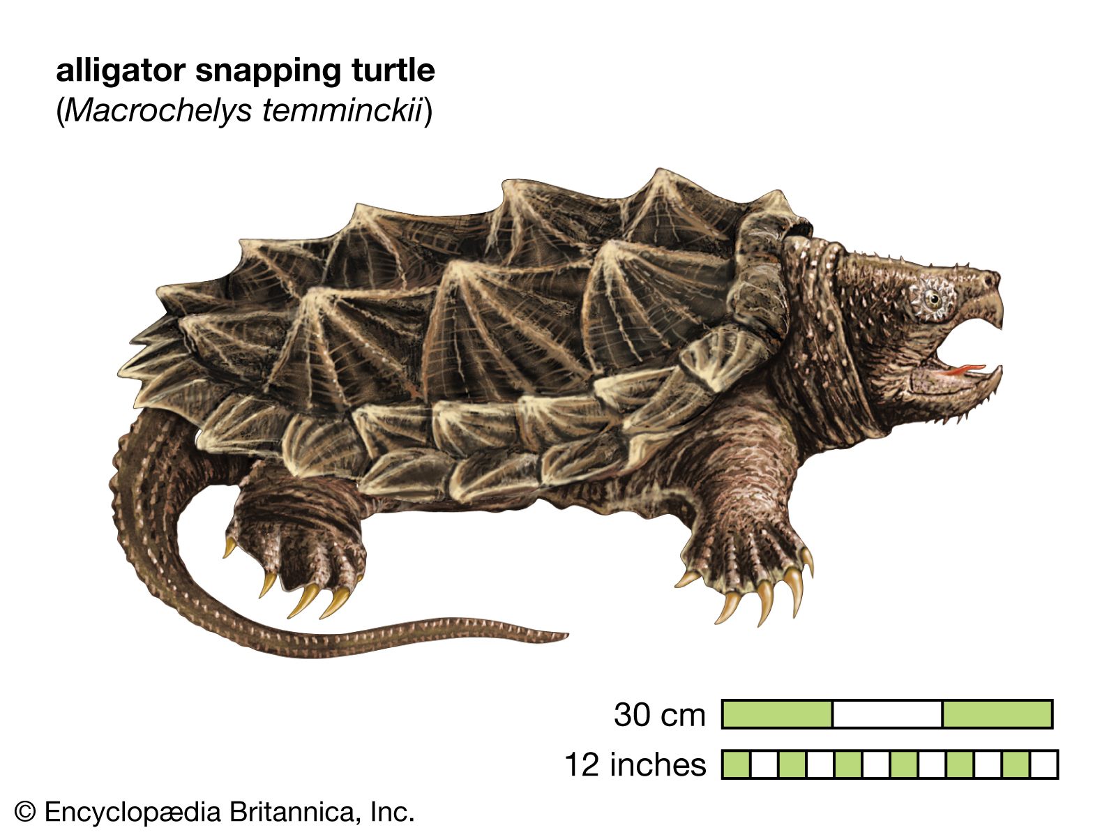 How Big Does an Alligator Snapping Turtle Get