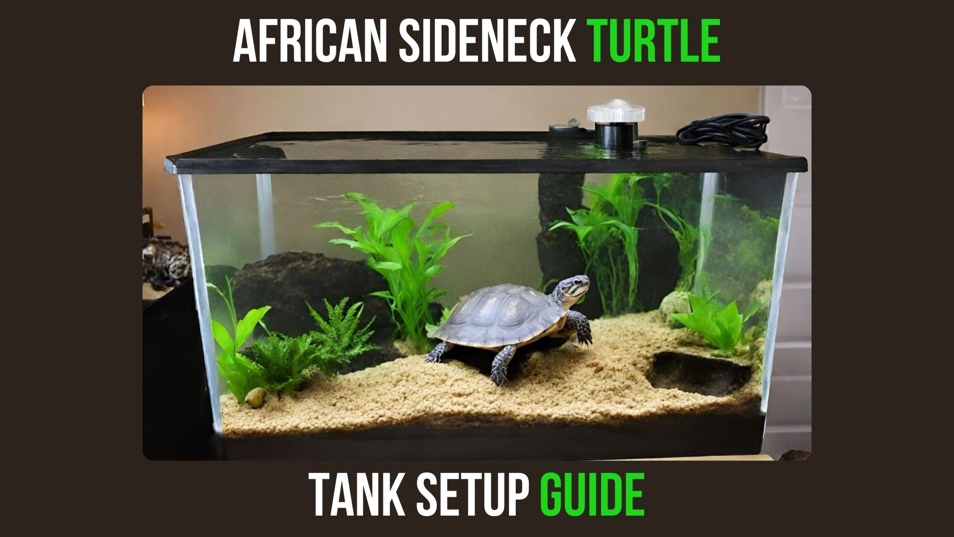 African Sideneck Turtle Tank Setup Guide