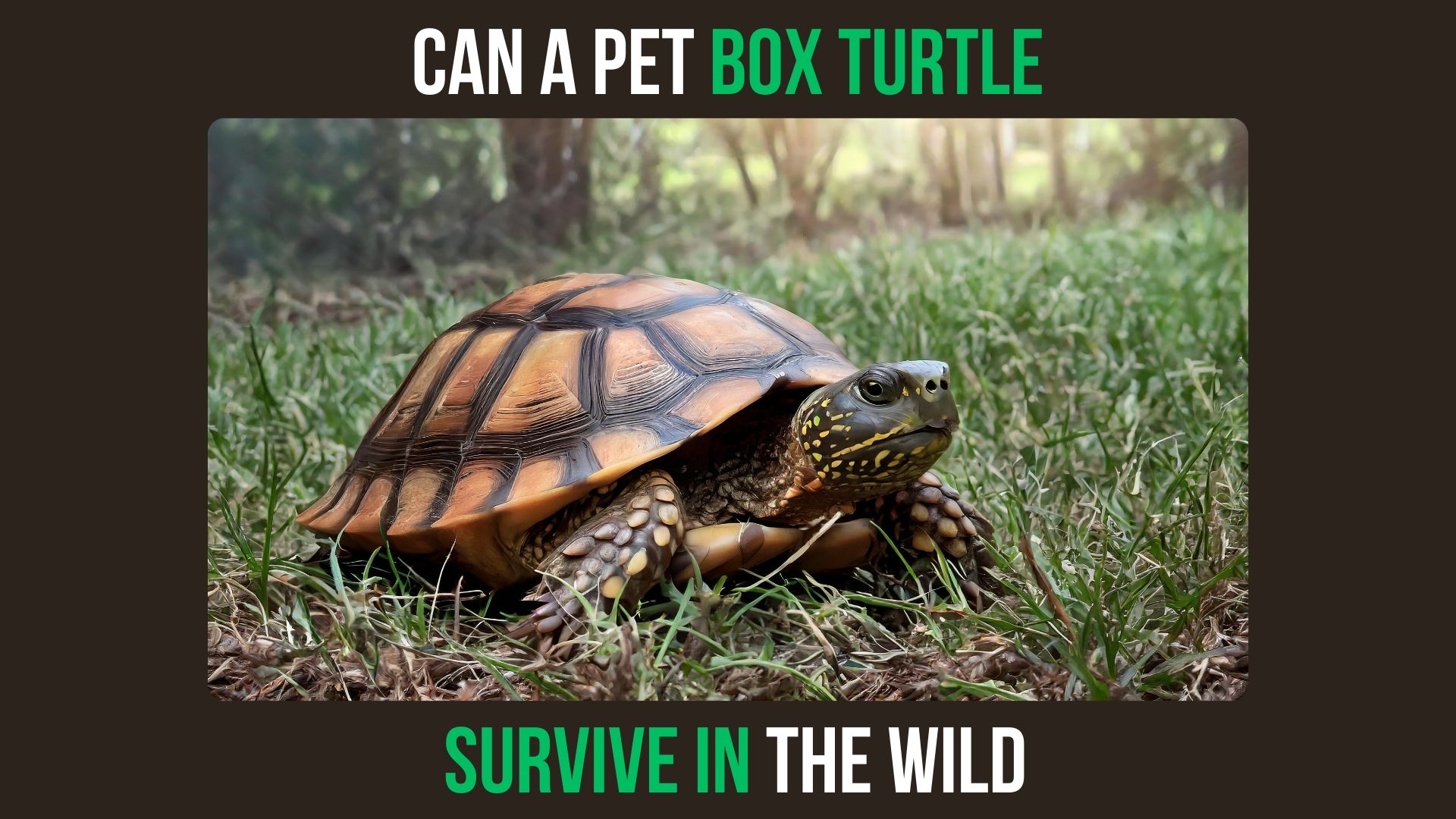 Can a Pet Box Turtle Survive in the Wild
