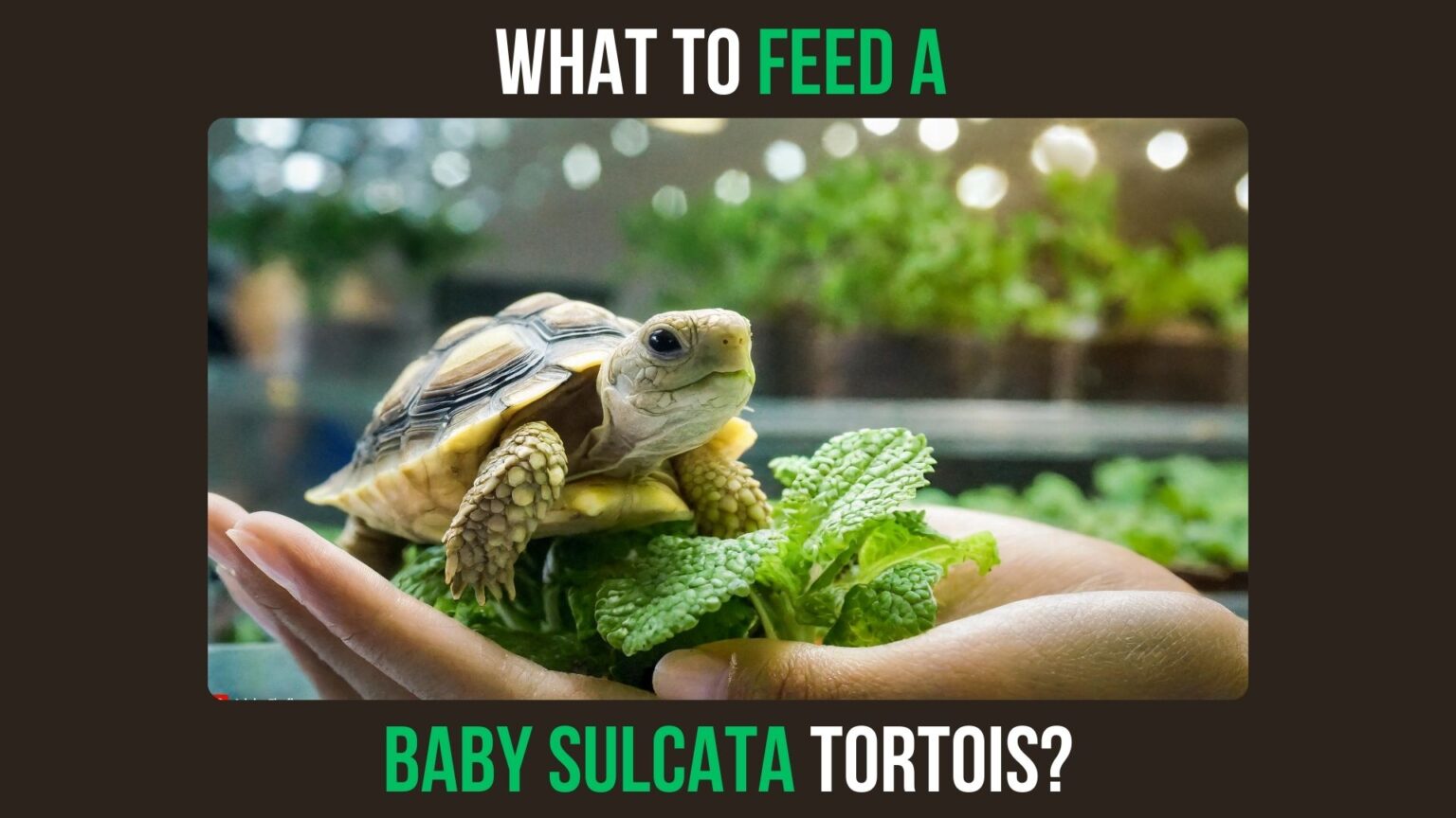 What to Feed Baby Sulcata Tortoise? - Turtlean