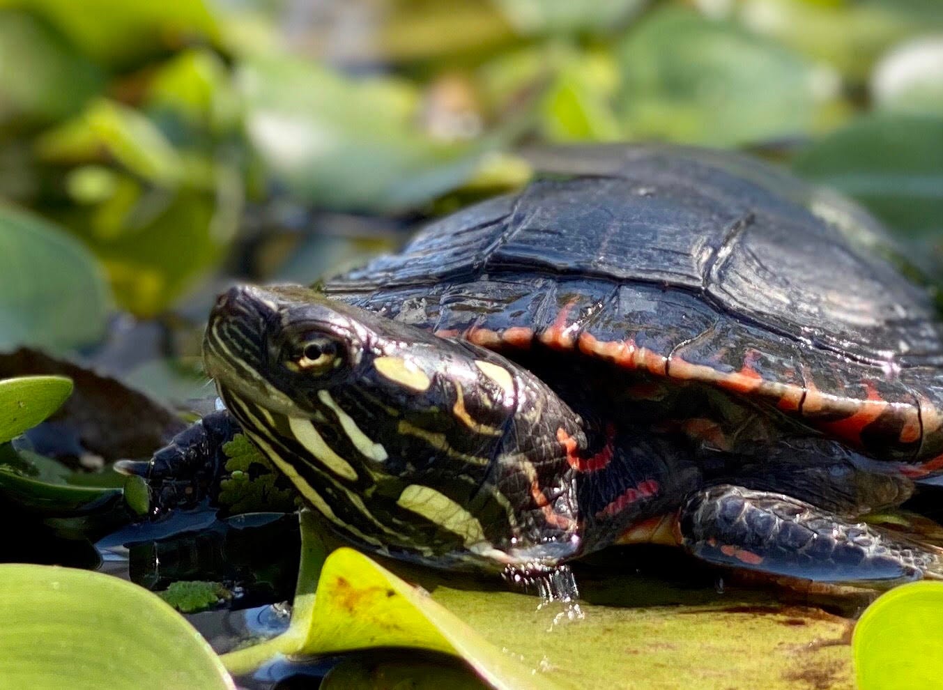 How Cold Can Turtles Survive?