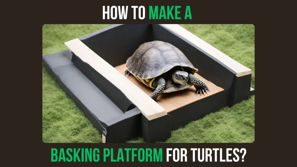 How to Make a Basking Platform for Turtles? - Turtlean