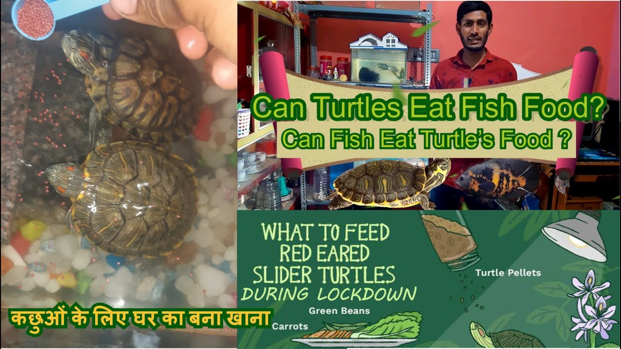 Can a Turtle Eat Fish Food?