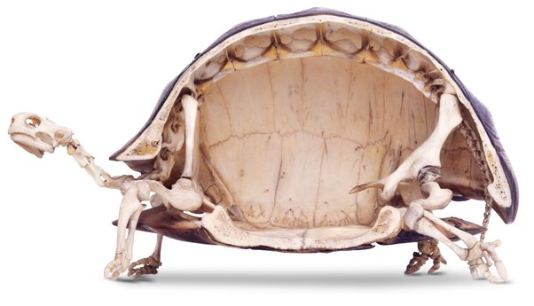Can a Turtle Survive Without Its Shell
