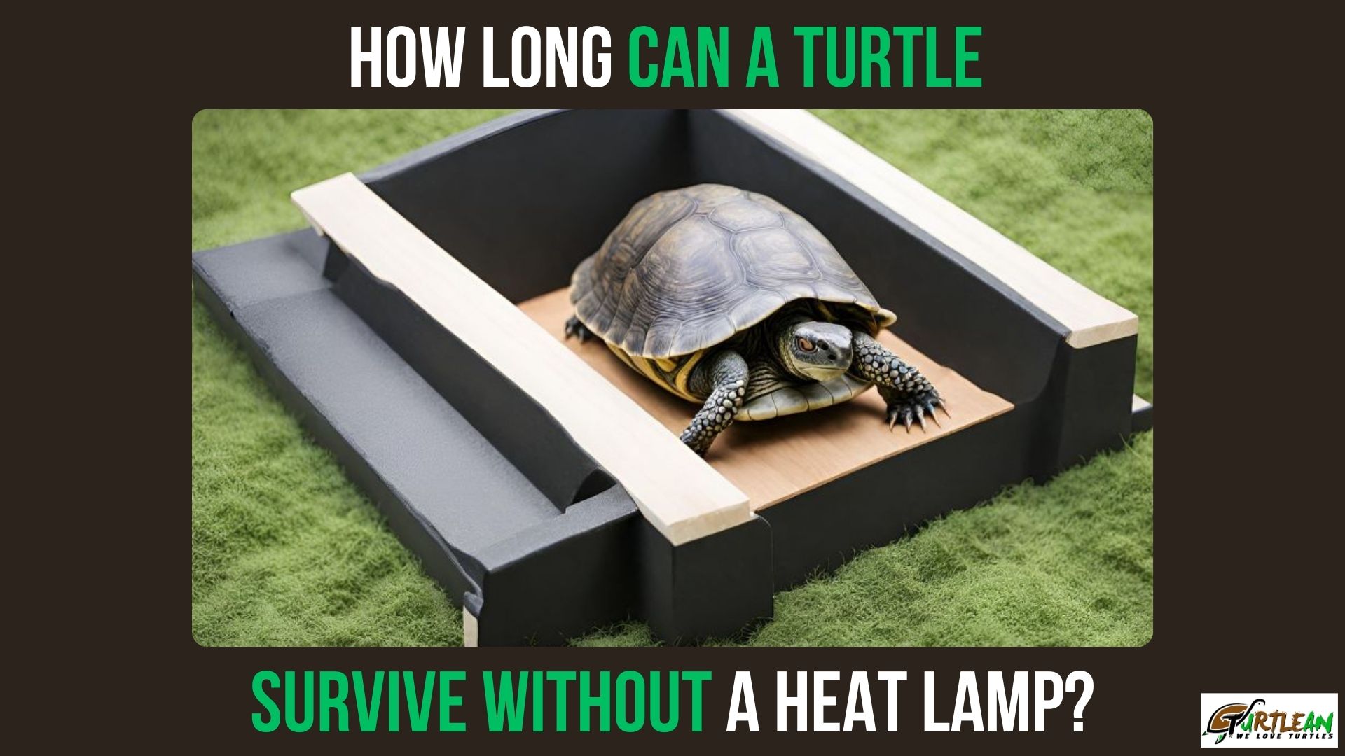 How Long Can a Turtle Survive Without a Heat Lamp?