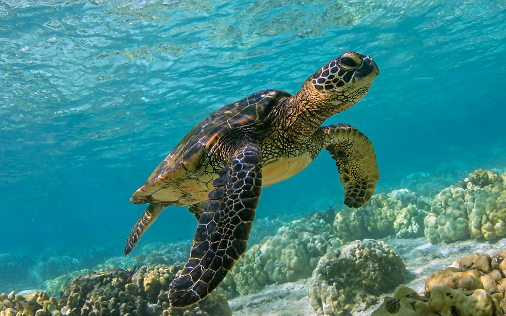 How Can You Help Marine Mammals Or Sea Turtles?