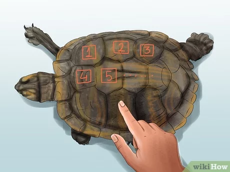 How Can You Tell How Old a Box Turtle Is?