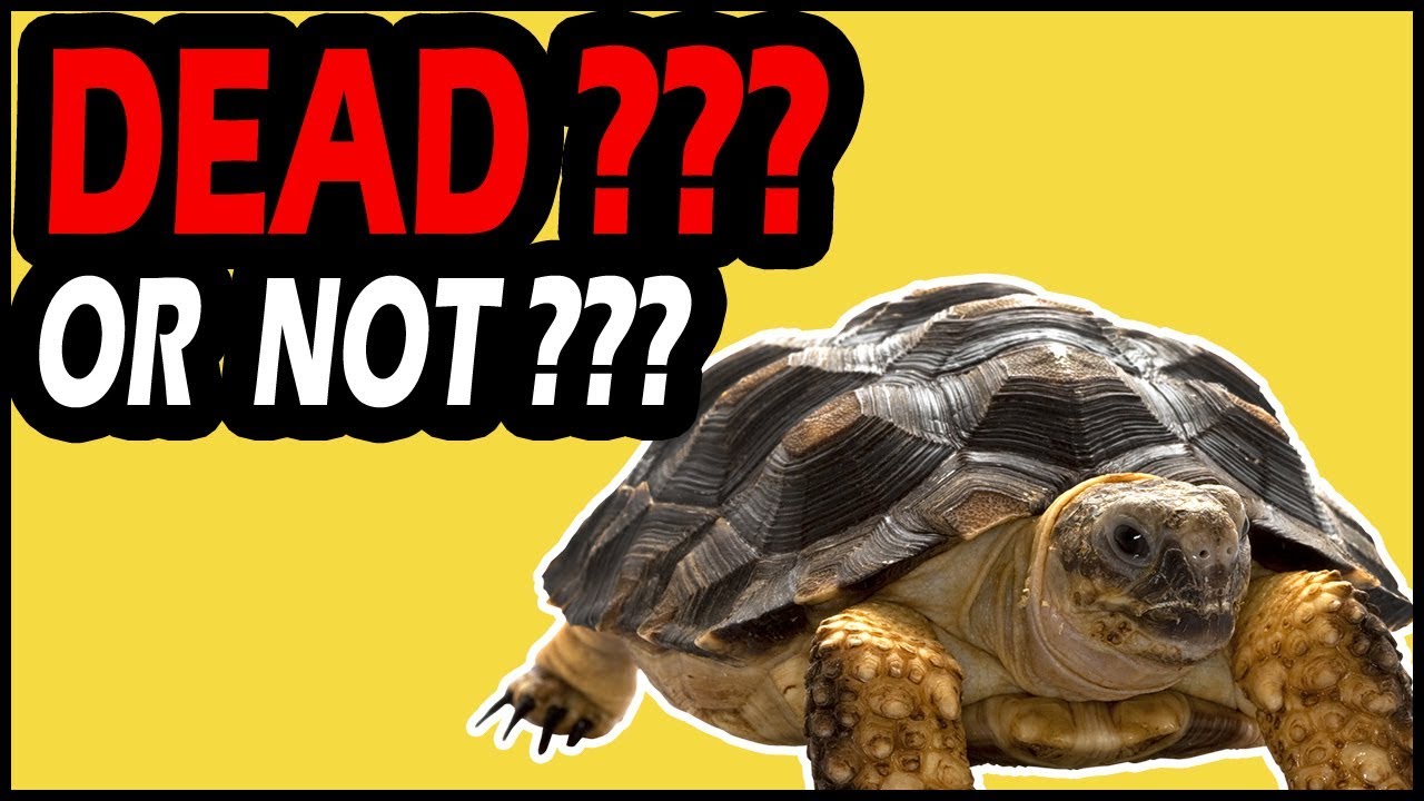 How Can You Tell If a Turtle is Dead?