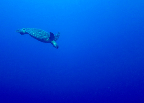 How Deep Can Sea Turtles Dive?