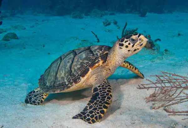 How Do Green Sea Turtles Adapt to Their Environment?