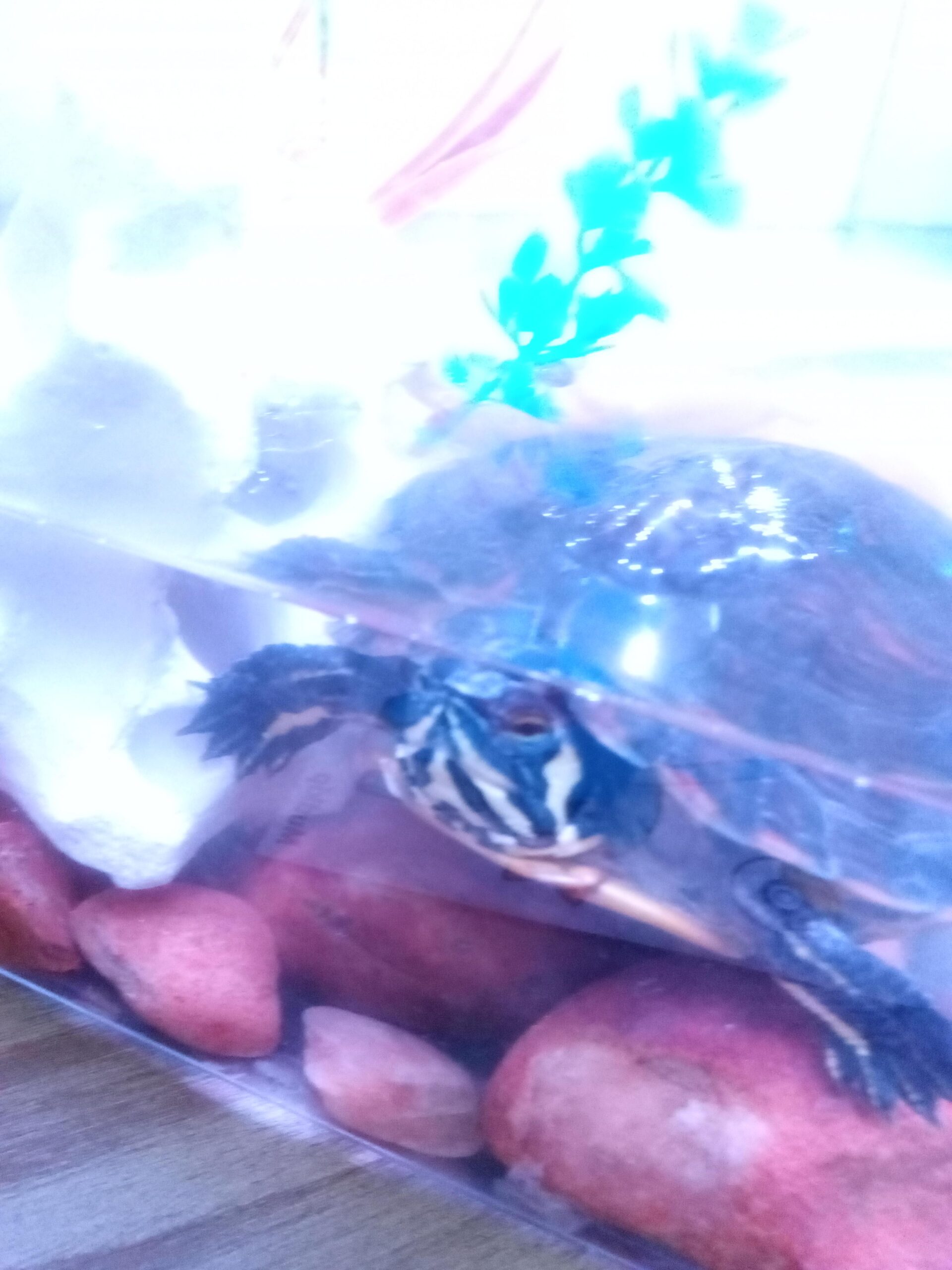How Do I Know If My Turtle is Happy?