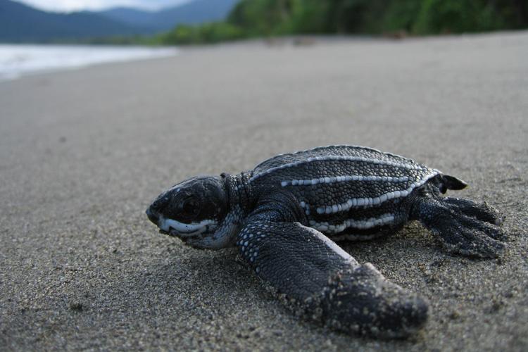 How Do Leatherback Sea Turtles Survive?