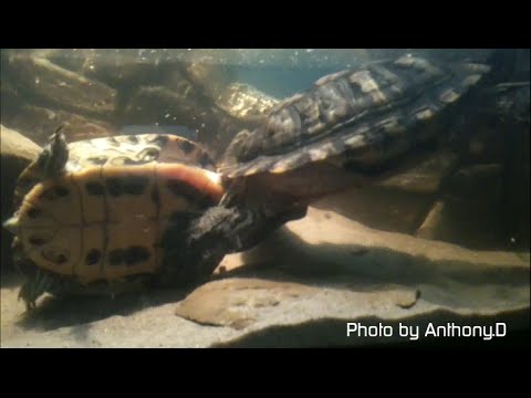 How Do Red Eared Slider Turtles Mate?