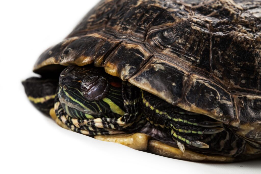 How Do Red Eared Slider Turtles Sleep? - Turtlean