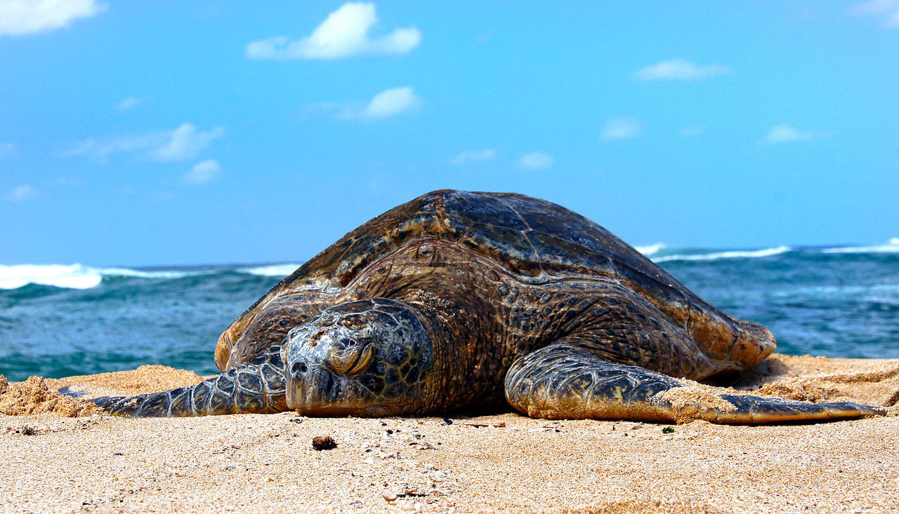 How Do Sea Turtles Adapt to Climate Change?