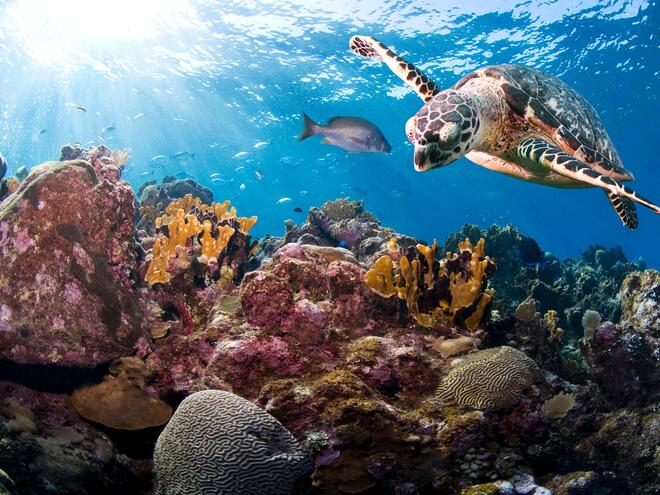 How Do Sea Turtles Help the Ecosystem?