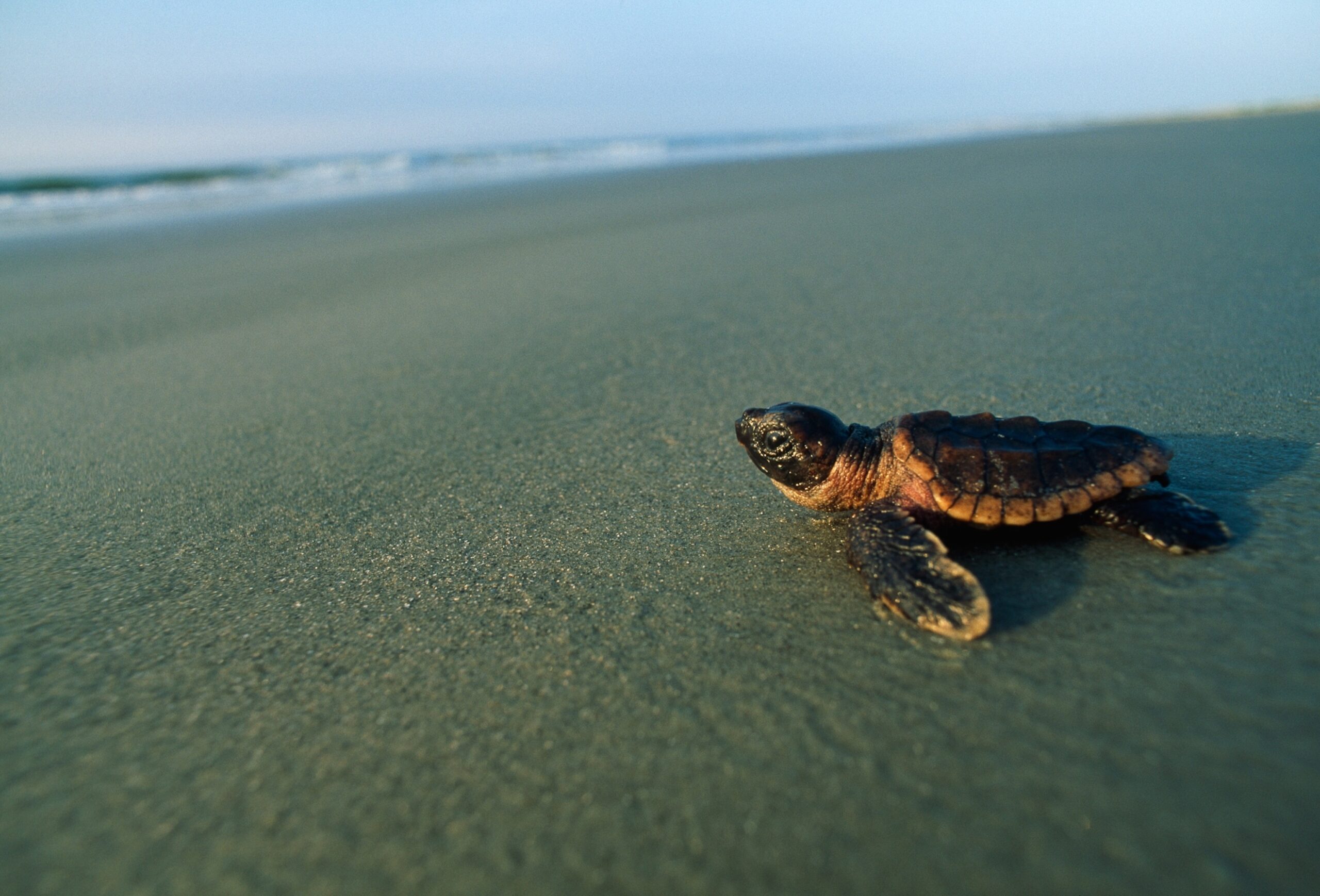 How Do Sea Turtles Know to Go to the Ocean?