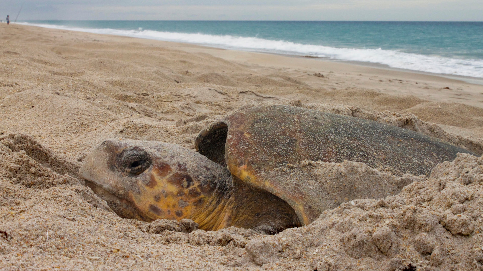 How Do Sea Turtles Know Where They were Born?