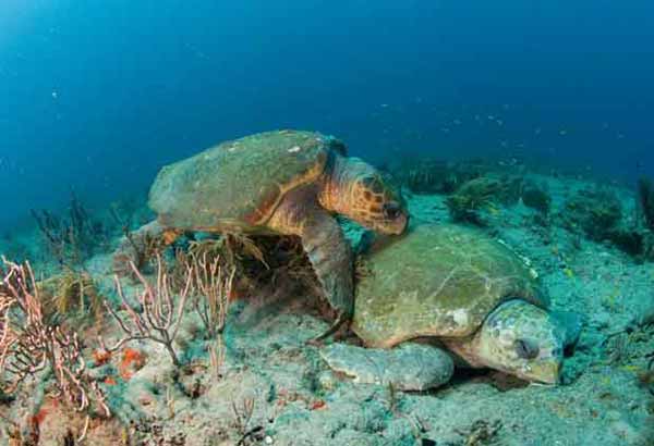 How Do Sea Turtles Reproduce?