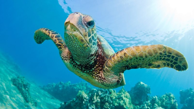 How Do Sea Turtles Use Magnetic Fields to Navigate?