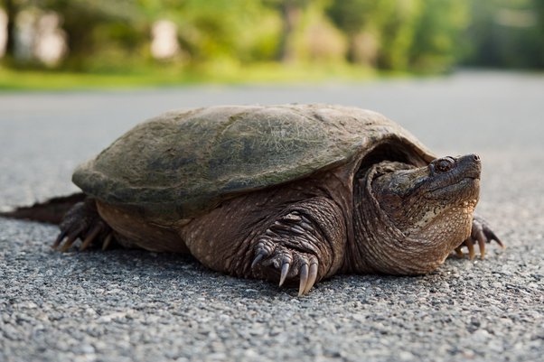 How Do Snapping Turtles Eat?