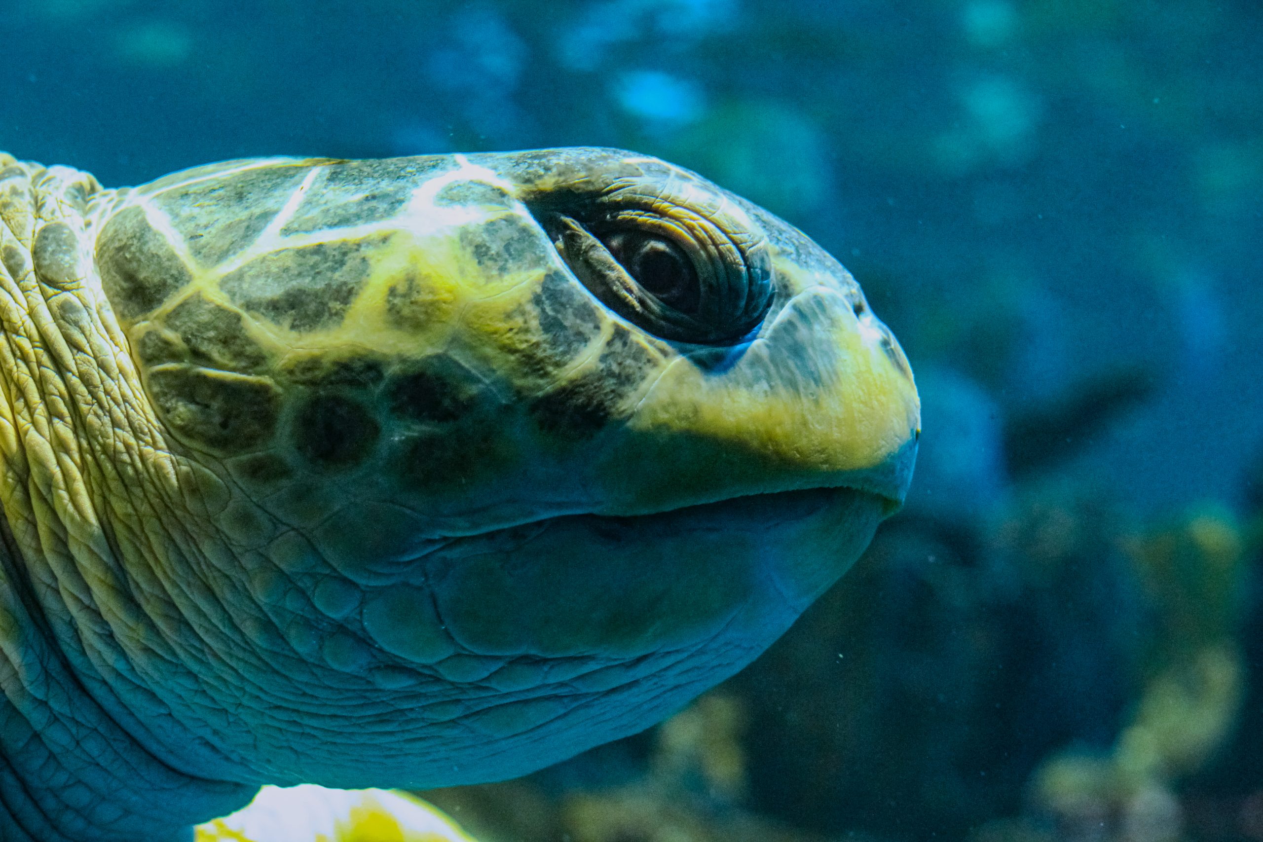 How Do Turtles Age Compared to Humans?