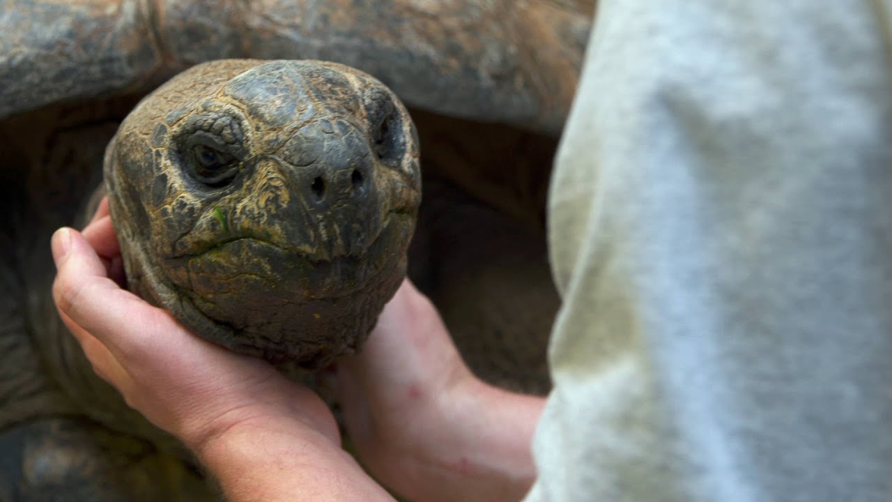 How Do Turtles Show Affection to Humans?