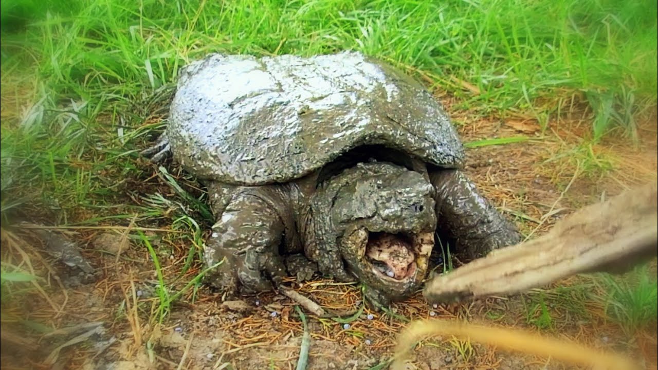 How Do You Catch a Snapping Turtle?