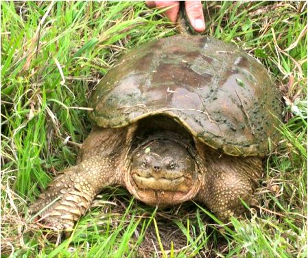 How Do You Clean a Snapping Turtle?