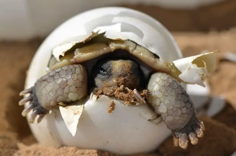 How Do You Incubate Turtle Eggs?
