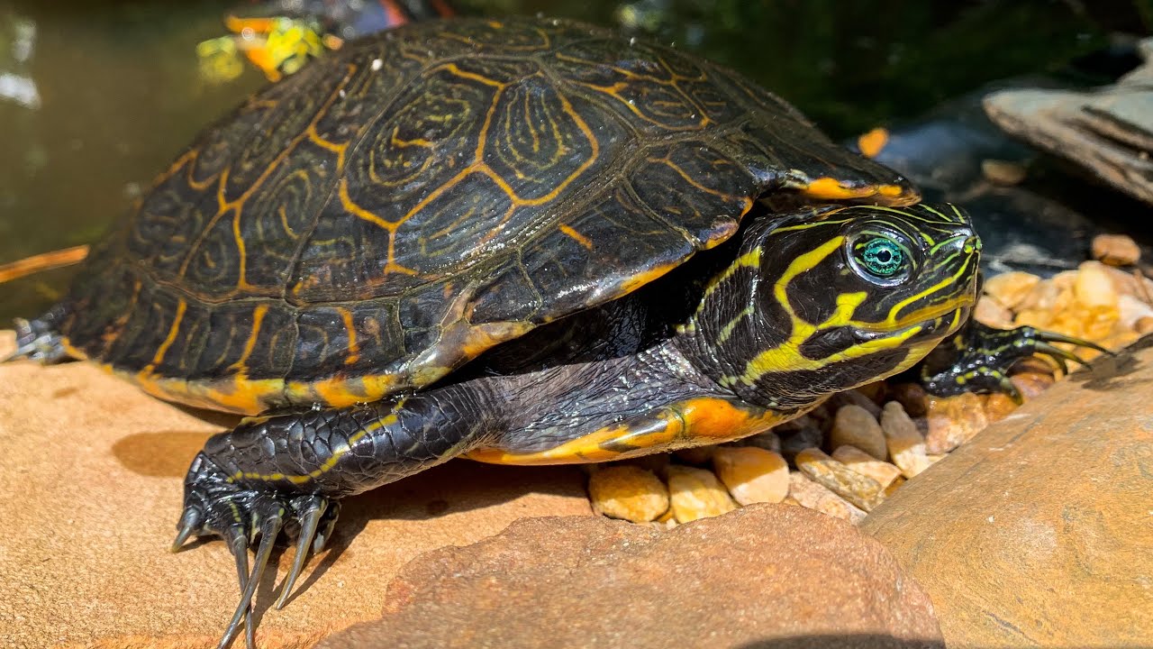 How Do You Know If Your Turtle is Dying?