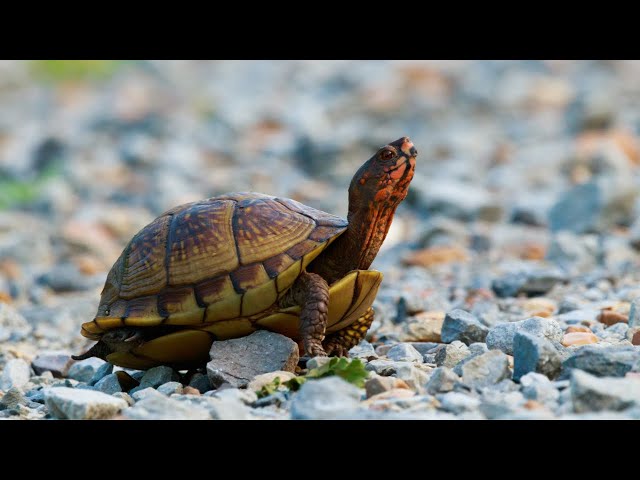 How Long Can a Box Turtle Go Without Water