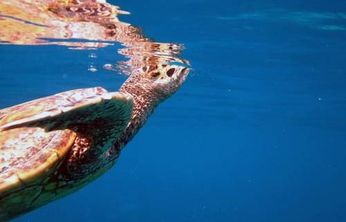 How Long Can a Green Sea Turtle Hold Its Breath