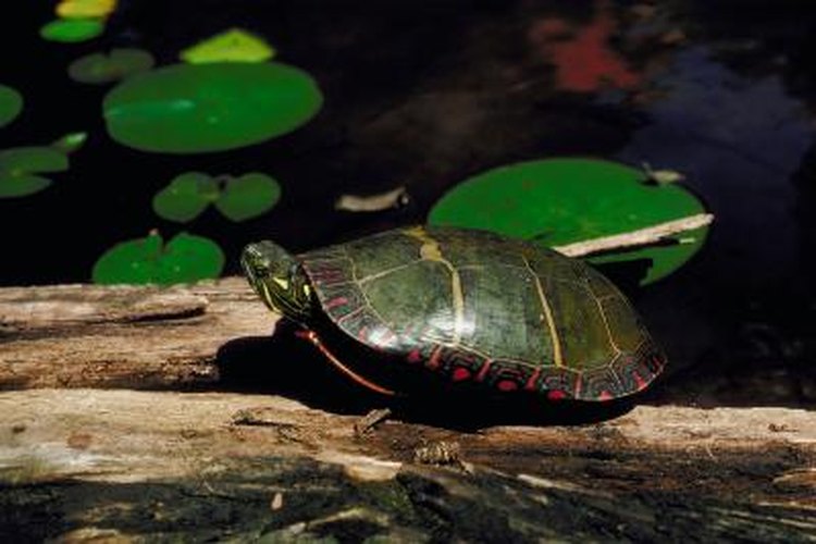 How Long Can a Painted Turtle Stay Underwater