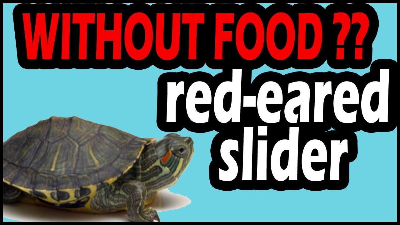 How Long Can a Red-Eared Slider Turtle Go Without Eating