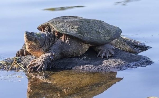 How Long Can a Snapping Turtle Hold Its Breath