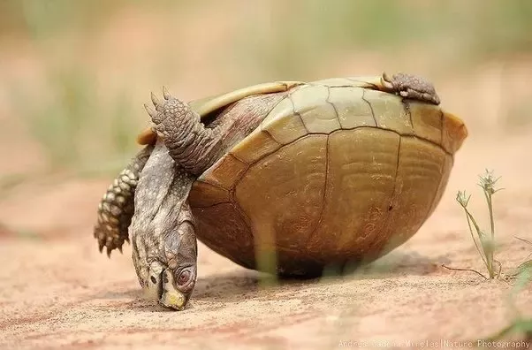 How Long Can a Turtle Be Upside down