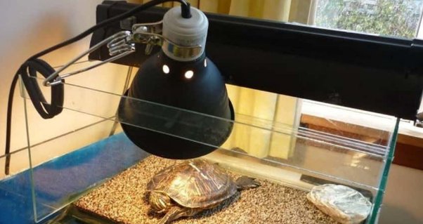 How Long Can a Turtle Survive Without a Heat Lamp