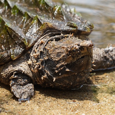 How Long Can Alligator Snapping Turtles Hold Their Breath