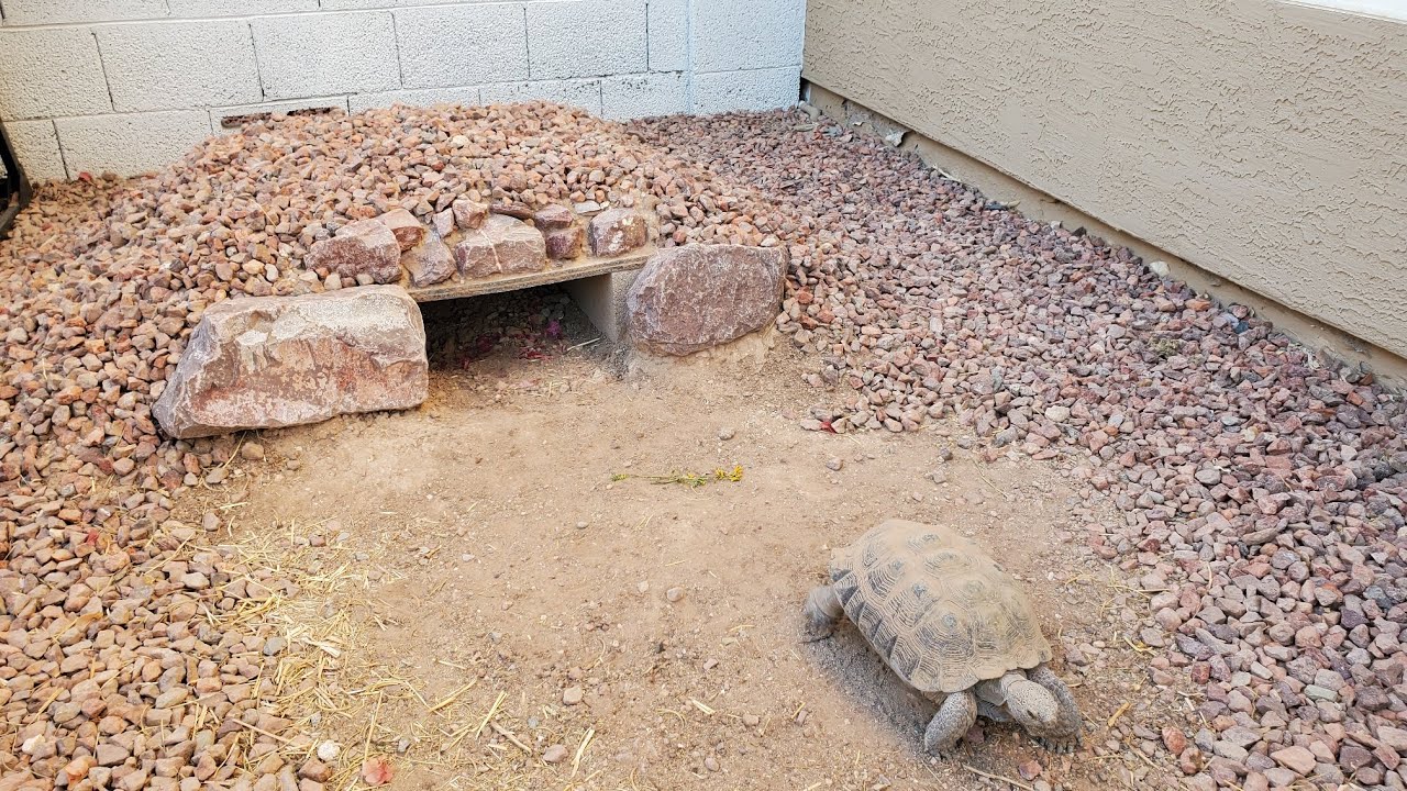 How to Build a Desert Tortoise Habitat?