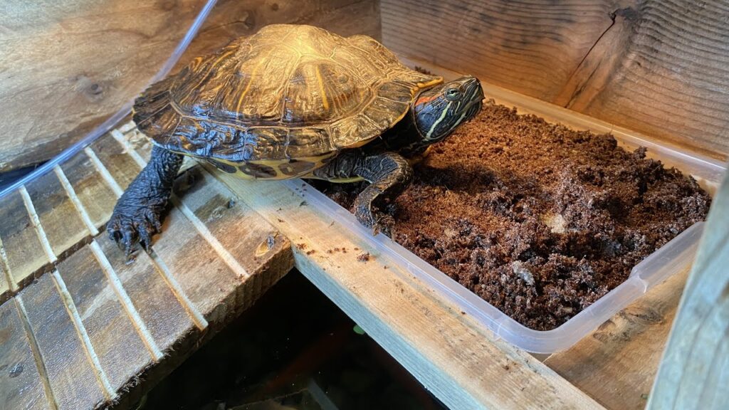 How To Build A Red Eared Slider Nesting Box? - Turtlean