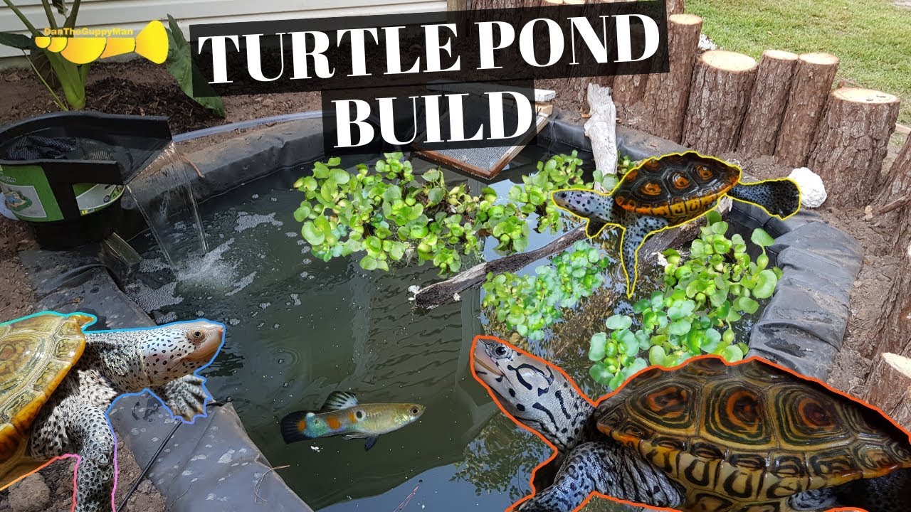 How to Build Turtle Pond?