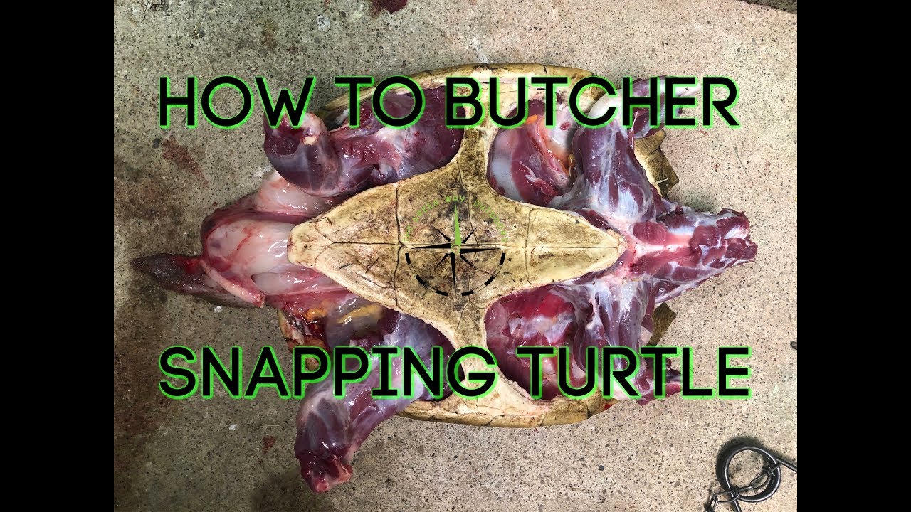 How to Butcher a Snapping Turtle