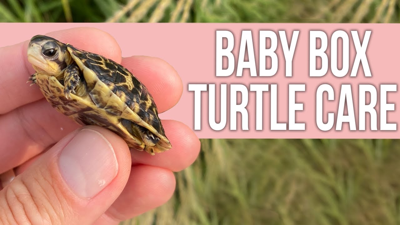 How to Care for a Baby Box Turtle?