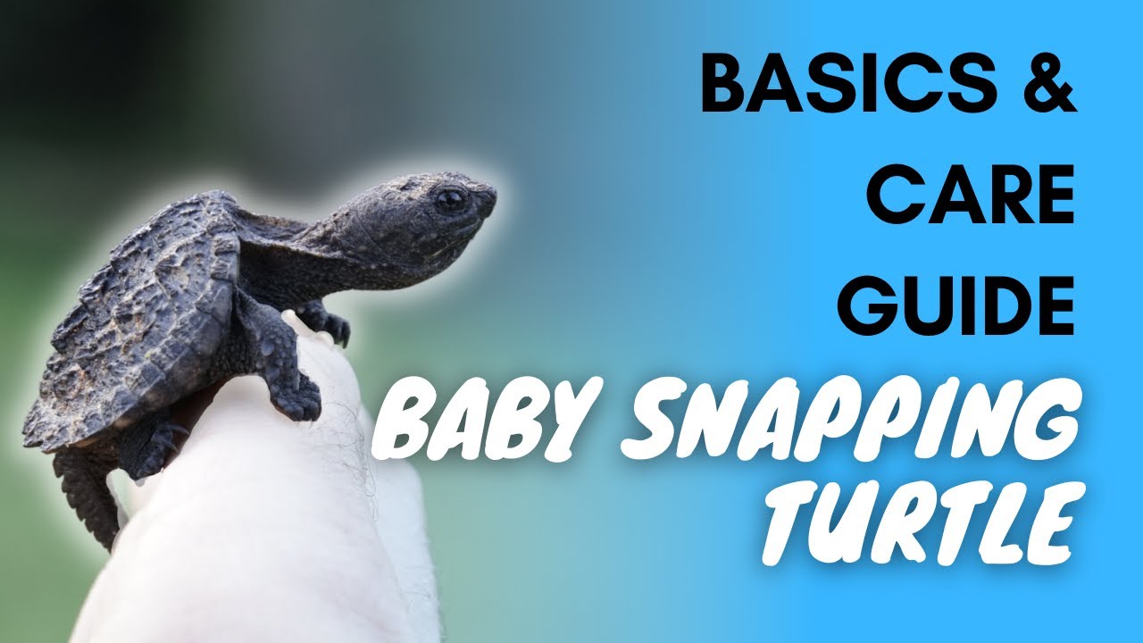 How to Care for a Baby Snapping Turtle?