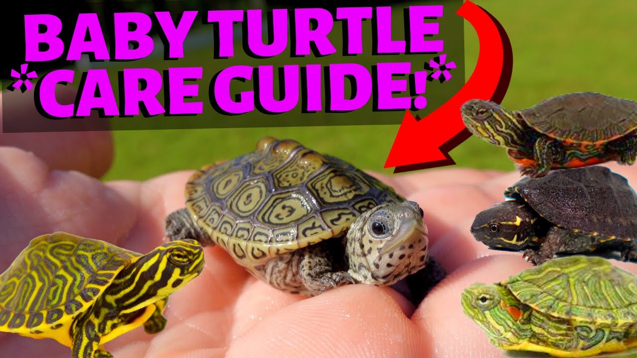 How to Care for a Baby Turtle?
