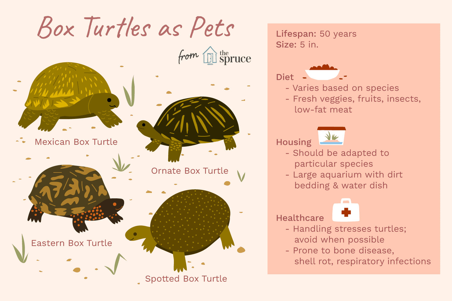 How to Care for a Box Turtle?
