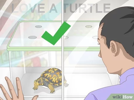 How to Care for a Eastern Box Turtle?