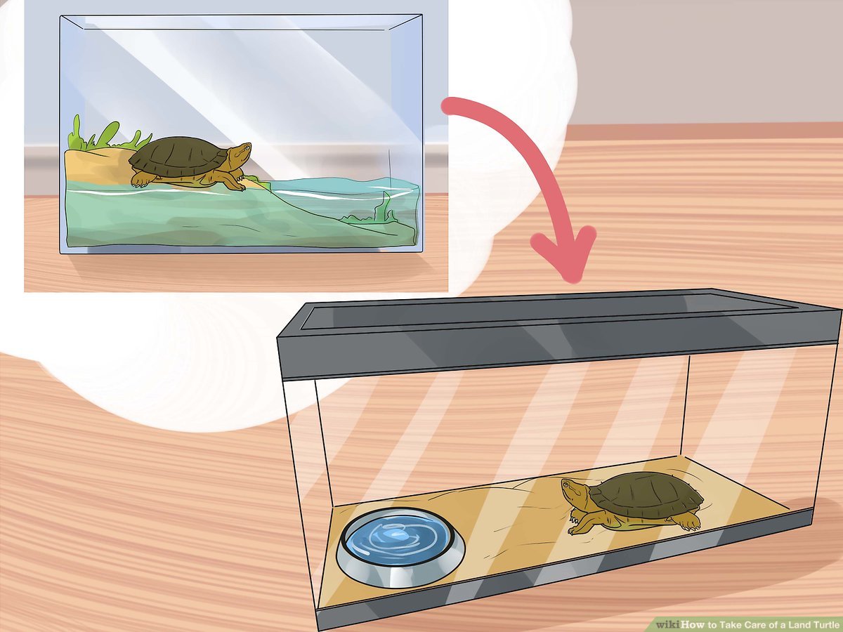 How to Care for a Land Turtle?